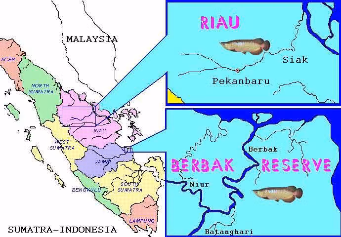Địa bàn phân bố tự nhiên của loài kim long hồng vĩ : vùng Pekanbaru, tỉnh Riau và khu bảo tồn Berbak, tỉnh Jambi. Địa bàn phân bố tự nhiên của loài kim long hồng vĩ : vùng Pekanbaru, tỉnh Riau và khu bảo tồn Berbak, tỉnh Jambi.