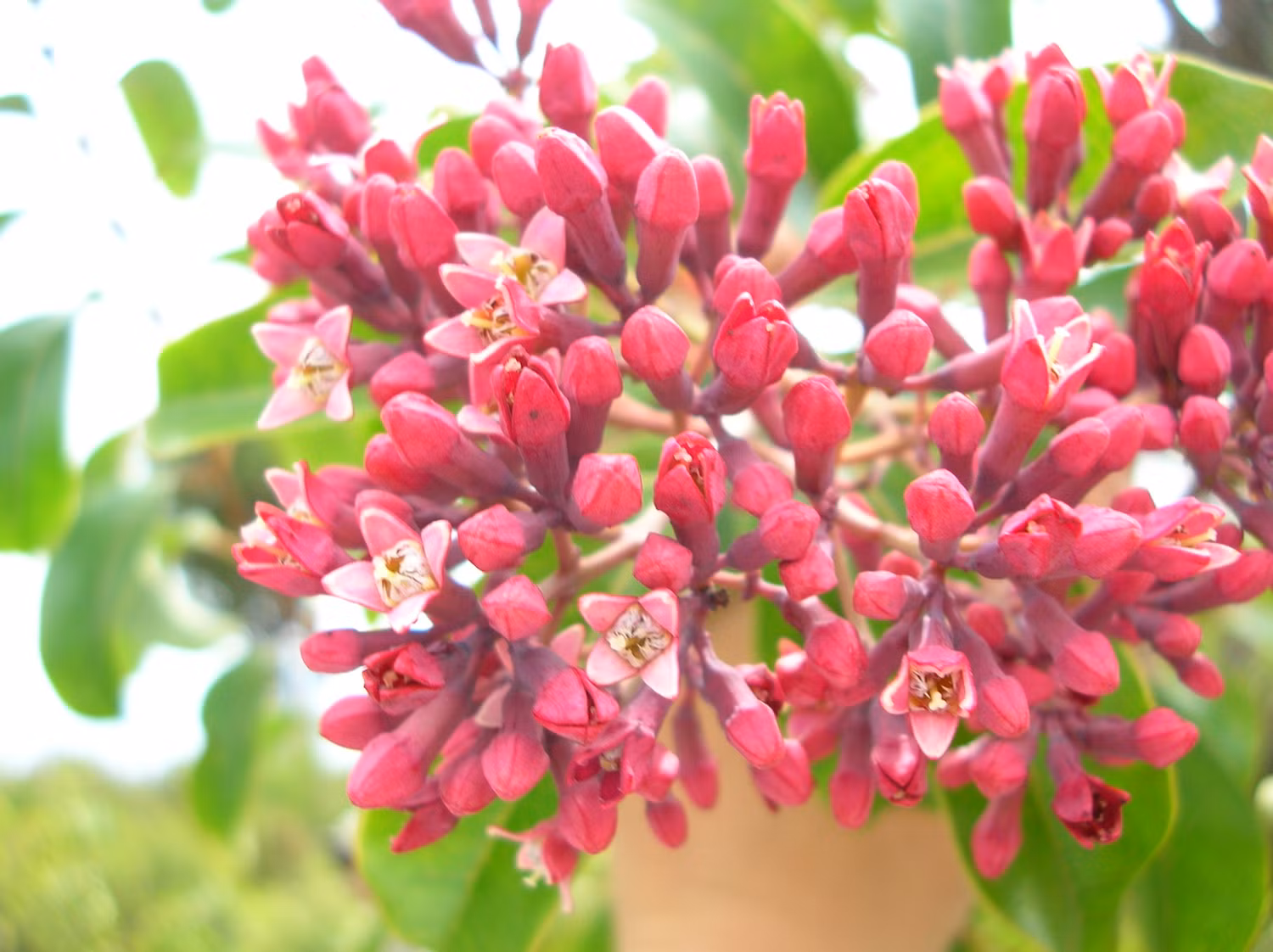 5. Cây đàn hương: Bạn có thể xoa bóp để thư giãn bằng dầu mát-xa chứa tinh dầu đàn hương khi cảm thấy kiệt sức và ngập lụt trong công việc. Với đặc tính giảm đau tự nhiên và giảm căng cơ, tinh dầu đàn hương sẽ khiến bạn hoàn toàn thư thái.