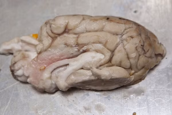 Mark Jankel giải thích về công đoạn chế biến: “Chúng tôi ngâm nó trong giấm và muối, sau đó phủ bột và chiên cho đến khi vàng giòn. Tôi không chắc liệu có có giúp bạn thông minh hơn hay không nhưng nếu bạn muốn một sự thay đổi cho bữa trưa, hãy thử món ăn này”. Mark Jankel giải thích về công đoạn chế biến: “Chúng tôi ngâm nó trong giấm và muối, sau đó phủ bột và chiên cho đến khi vàng giòn. Tôi không chắc liệu có có giúp bạn thông minh hơn hay không nhưng nếu bạn muốn một sự thay đổi cho bữa trưa, hãy thử món ăn này”.