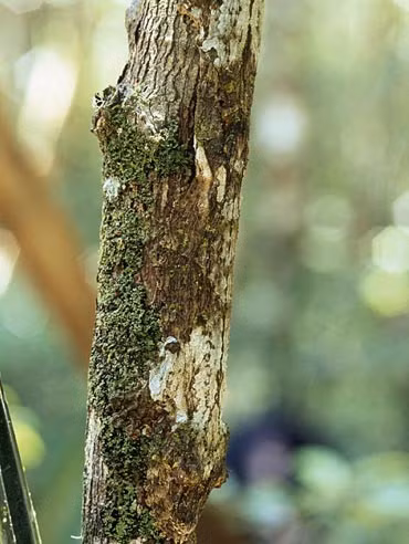 Có một con tắc kè trên thân cây này, nhưng bạn có thể xác định được vị trí của nó không?