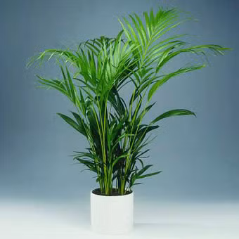 Cây cọ cảnh: Là một trong những loại cây có tác dụng cải thiện chất lượng không khí trong nhà tốt nhất. Bên cạnh đó dễ trồng và dễ chăm sóc. Cây cọ cảnh: Là một trong những loại cây có tác dụng cải thiện chất lượng không khí trong nhà tốt nhất. Bên cạnh đó dễ trồng và dễ chăm sóc.