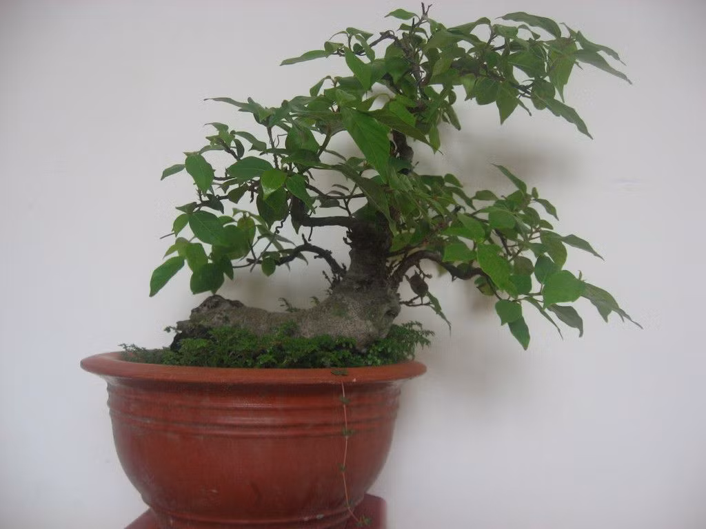 Cây sung cảnh là một cây trồng được nhiều người yêu thích, đẹp có thể dùng trang trí trong nhà, dễ chăm sóc và khả năng khử không khí độc. Cây sung cảnh là một cây trồng được nhiều người yêu thích, đẹp có thể dùng trang trí trong nhà, dễ chăm sóc và khả năng khử không khí độc.