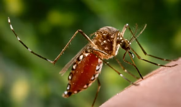 Sốt xuất huyết là bệnh phổ biến ở Việt Nam, trong đó muỗi Aedes aegypti là tác nhân truyền bệnh chính (ảnh: eliminatedengue.com) Sốt xuất huyết là bệnh phổ biến ở Việt Nam, trong đó muỗi Aedes aegypti là tác nhân truyền bệnh chính (ảnh: eliminatedengue.com)