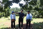 Nông dân 9X nỗ lực tiếp cận thông tin, gia tăng giá trị cho bưởi da xanh, mỗi năm kiếm tiền tỷ